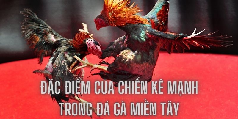 Hiểu rõ đặc điểm nhận dạng của những chiến kê đắc lực