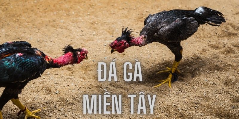 Tìm hiểu tổng thể về trò chơi đá gà miền Tây