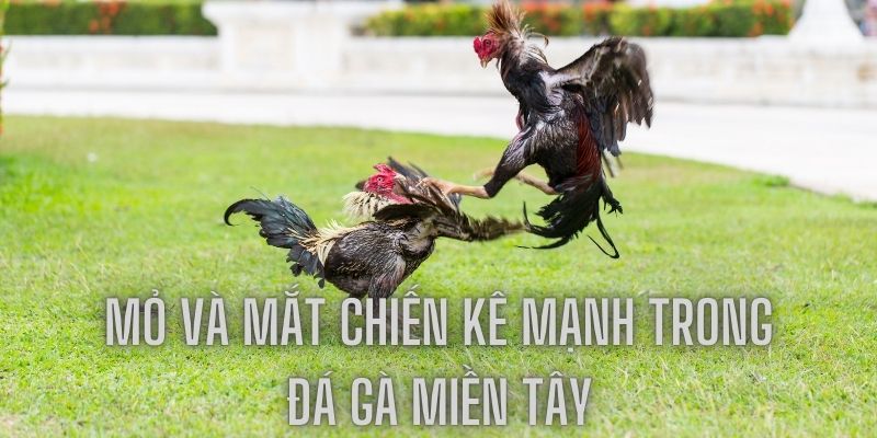 Chú ý đặc điểm mỏ và đôi mắt của chiến kê để đặt cược hiệu quả