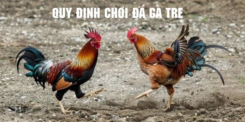 Những quy tắc cần nắm rõ khi tham gia đá gà tre 